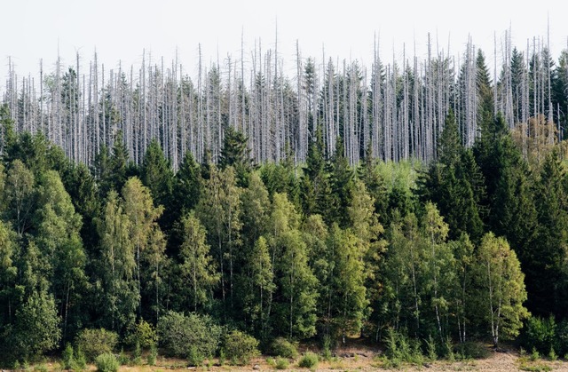 Grau neben Grn: Im Nationalpark Harz stehen vom Borkenkfer zerstrte Fichten.  | Foto: Julian Stratenschulte (dpa)