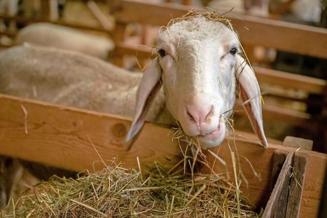 Die Blauzungenkrankheit breitet sich im Kanton Aargau rasch aus