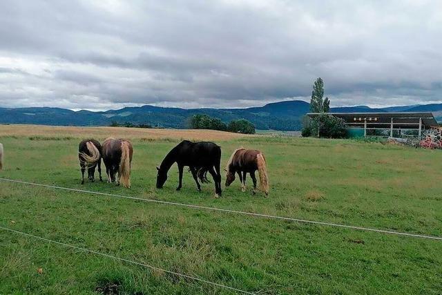 Biohof Oeschger in Murg-Oberhof bekommt Pferdepension