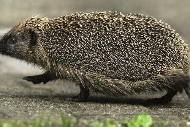 Igel mgen es gerne ein bisschen wild