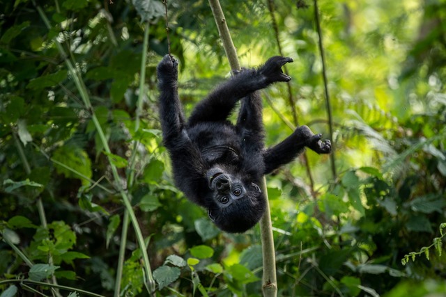 Die Berggorillas im Virunga-Bergmassiv erholen sich  | Foto: Uncredited/AP/dpa