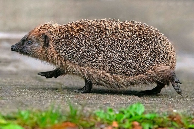 Flott unterwegs - Die Igel fressen sich Vorrat an fr den Winterschlaf  | Foto: Wolfgang Scheu