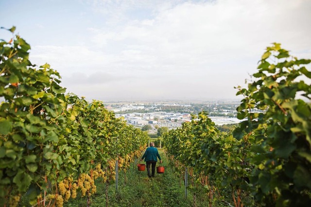 Der Weinbau prgt Sdbaden &#8211; so wie hier an einem Weinberg nahe Mllheim.  | Foto: Philipp von Ditfurth (dpa)