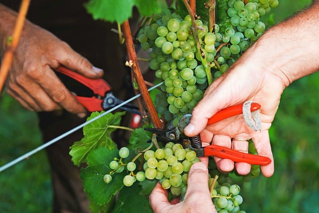 Doch warum steckt der badische Wein berhaupt in einer Krise?  | Foto: Philipp von Ditfurth (dpa)