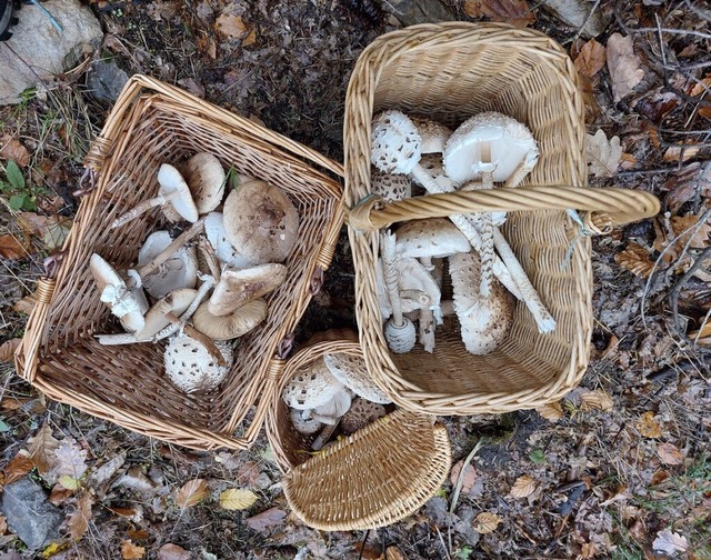 Das vegetarische Weihnachtsessen ist g...n bei mehr als 60 Grad erhitzt werden.  | Foto: Laetitia Brckholdt