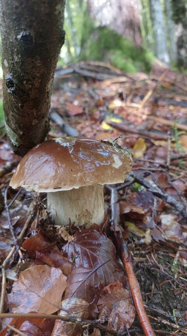 Dieser schne Steinpilz wird am Abend waldfrisch genossen.  | Foto: Laetitia Brckholdt