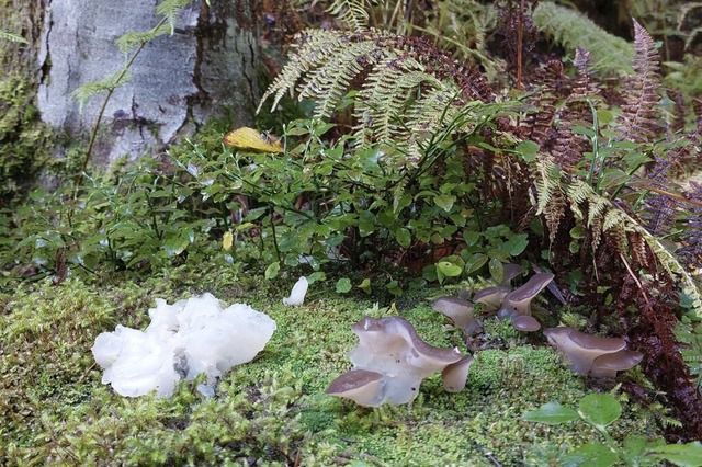 Pilze in den schnsten Formen kann man...ld entdecken. Man muss nur hinschauen.  | Foto: Laetitia Brckholdt