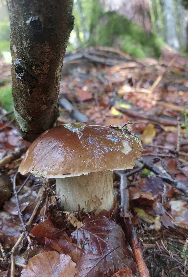 Dieser schne Steinpilz wird am Abend waldfrisch genossen.  | Foto: Laetitia Brckholdt