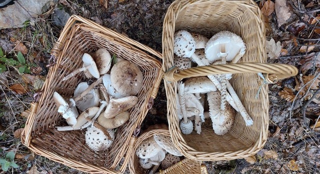 Das vegetarische Weihnachtsessen ist g...n bei mehr als 60 Grad erhitzt werden.  | Foto: Laetitia Brckholdt