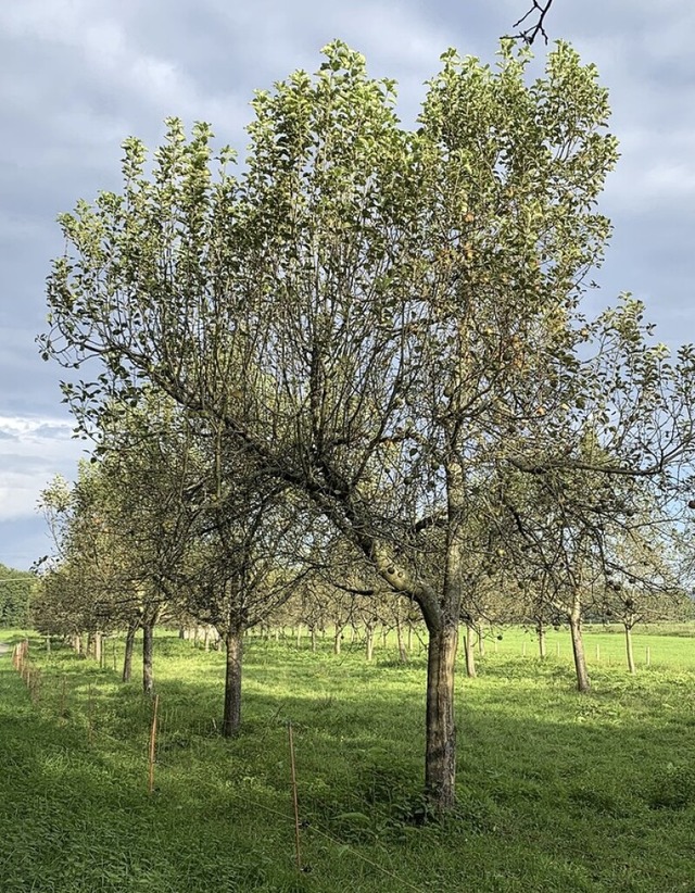 Auch um Streuobst geht es am Tag des Baumes in Binzen.  | Foto: Mario Schneberg