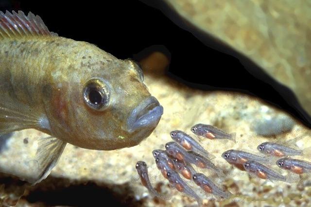 Der Kleintierzchterverein richtet die alljhrliche Fischbrse aus