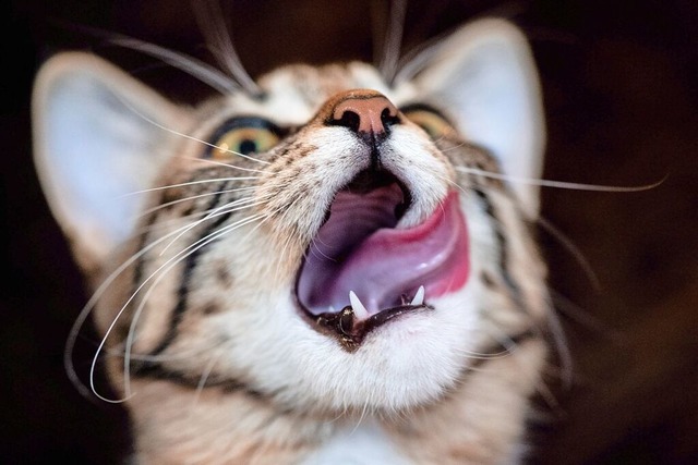 Merdingen soll eine Katzenschutzverord...l, sondern auch fr die Gemeindekasse.  | Foto: Franziska Gabbert (dpa)