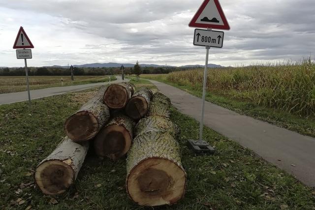 Bume gefllt und Radweg wird saniert