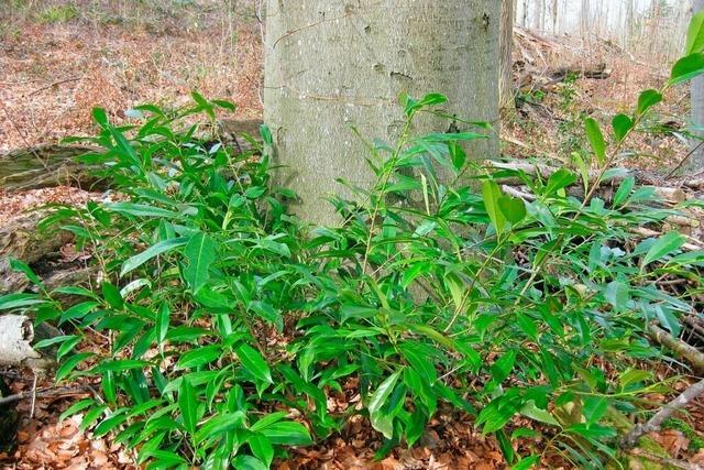 Das Landratsamt des Ortenaukreises warnt davor, Kirschlorbeer im Wald zu entsorgen