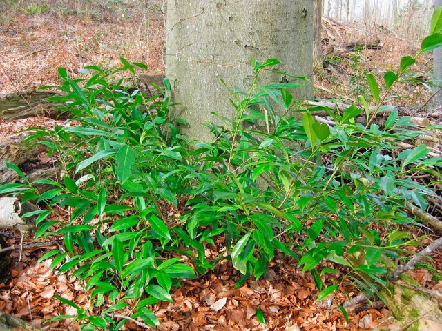 Invasiver Kirschlorbeer im Buchenwald  | Foto: Landratsamt Ortenaukreis