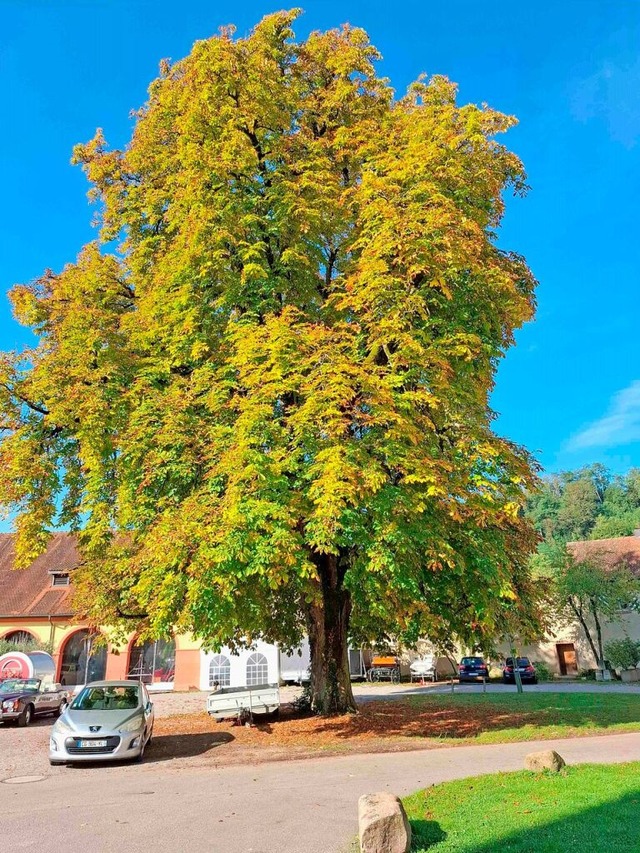 Rund 30 Meter misst der imposante Kastanienbaum vor dem Schloss.  | Foto: Heinz Scholz