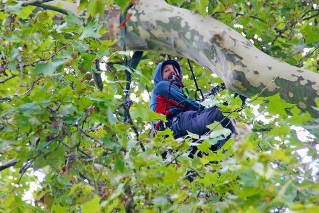 Wie Baumpfleger die Platanen auf dem Ettenheimer Friedhof sichern