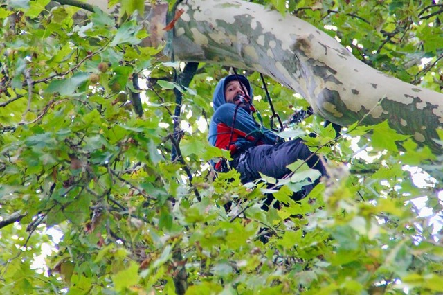 Hoch hinaus in die Platanen ging es f...mpfleger auf dem Ettenheimer Friedhof.  | Foto: Erika Sieberts