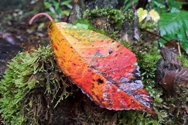 Fotos: Der Schwarzwald im Herbstkleid