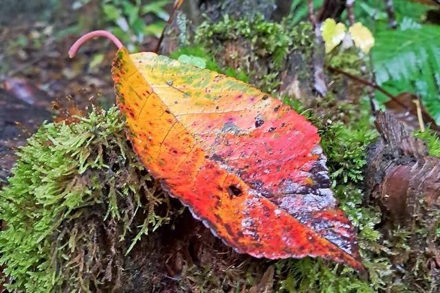 Der Schwarzwald im Herbstkleid