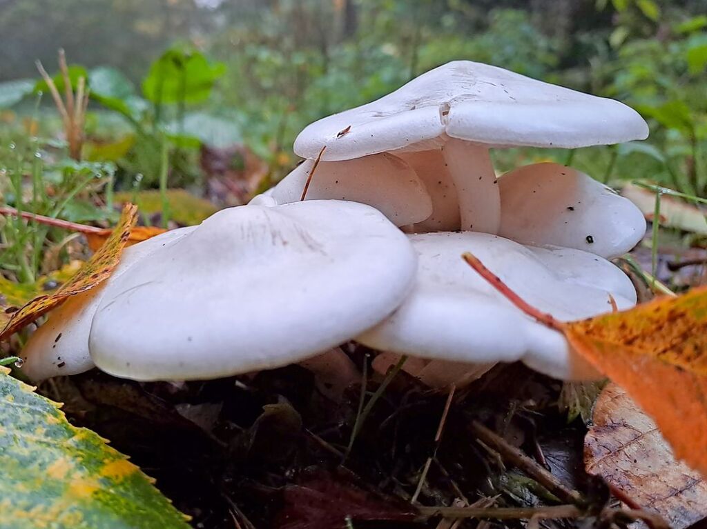 Pilze werden aus dem langen, unterirdischen Myzel gebildet.