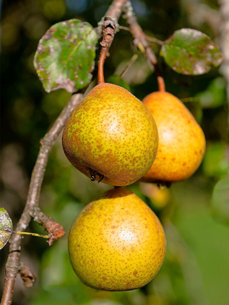 Saftige Birnen gehren genau wie pfel zu den Vorboten des Herbstes.