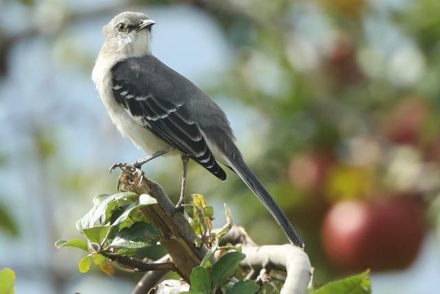 Wer ist jetzt der echte Zugvogel? Die Gartenspottdrossel aus Nordamerika wurde erstmals in Deutschland gesichtet