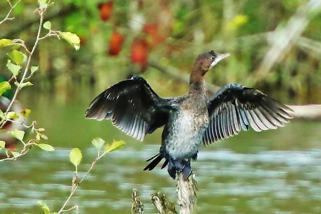 Seltener Vogel erstmals an der Wehramndung gesichtet