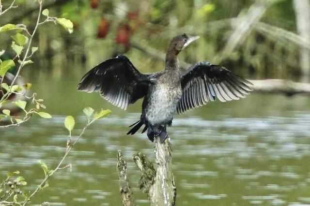 Seltener Vogel erstmals an Wehramndung gesichtet