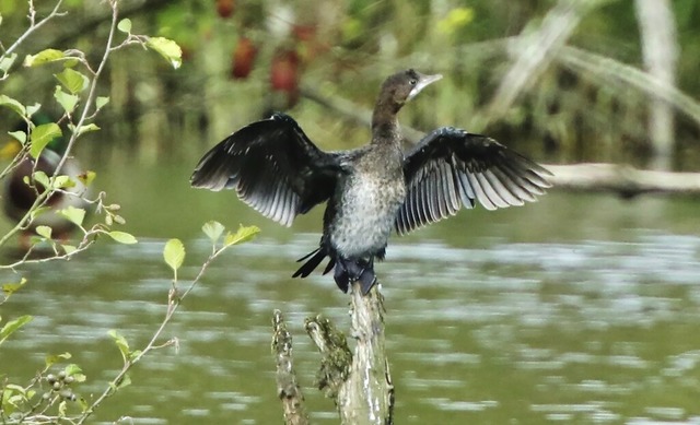 Mit ausgebreiteten Flgeln steht eine ...f einem Holzstck an der Wehramndung.  | Foto: Adolf Mller