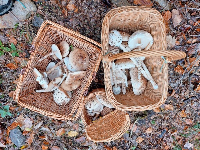 Das vegetarische Weihnachtsessen ist g...n bei mehr als 60 Grad erhitzt werden.  | Foto: Laetitia Brckholdt