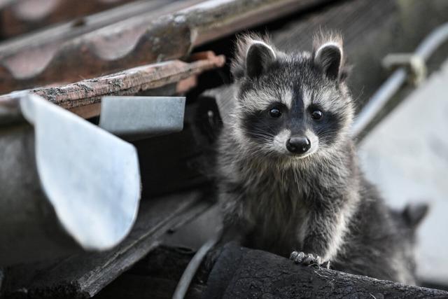 Wie invasive Tierarten die Natur im Landkreis Emmendingen beeinflussen