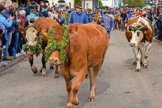 Fotos: Almabtrieb in Oberried