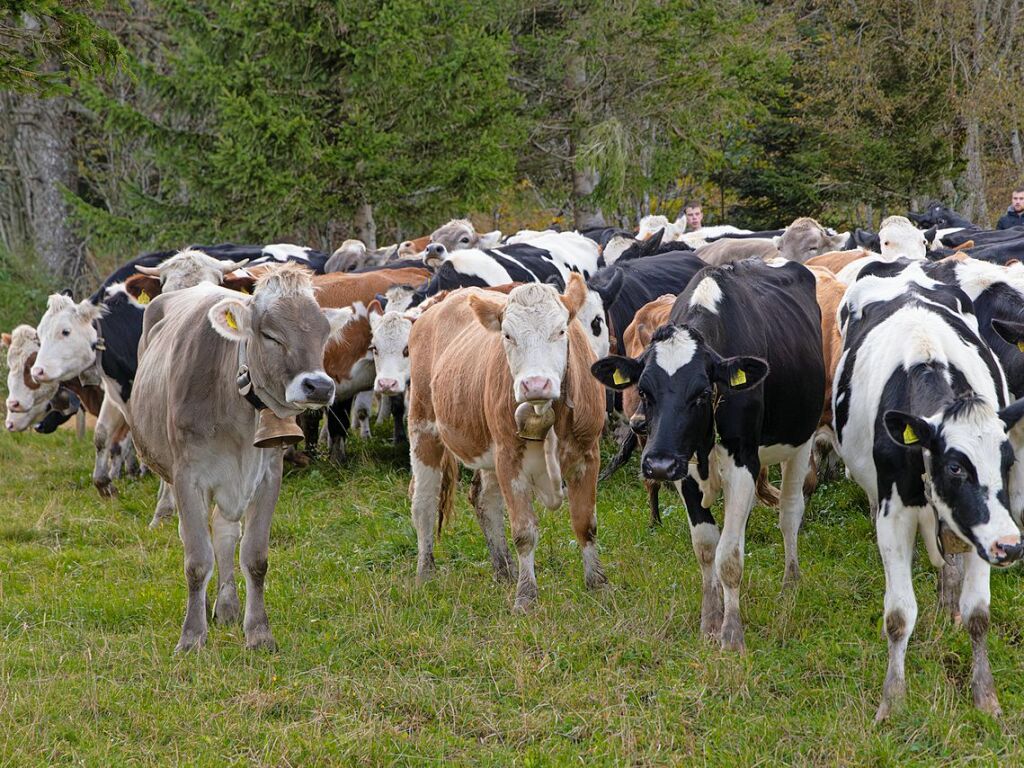 Die Tiere der Erlenbacher Weidegenossenschaft sind wieder im Tal. Das wurde in Oberried beim Almabtrieb mit einem groen Fest gefeiert.