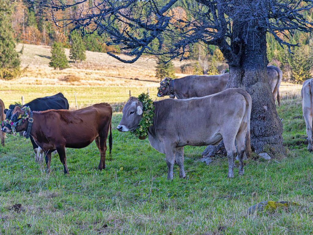 Die Tiere der Erlenbacher Weidegenossenschaft sind wieder im Tal. Das wurde in Oberried beim Almabtrieb mit einem groen Fest gefeiert.