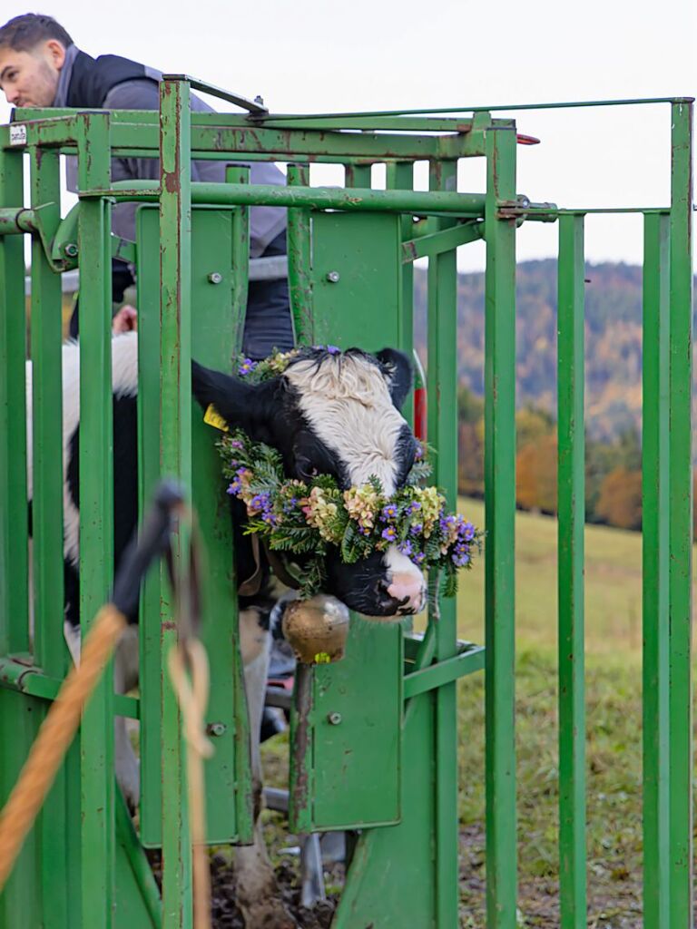 Die Tiere der Erlenbacher Weidegenossenschaft sind wieder im Tal. Das wurde in Oberried beim Almabtrieb mit einem groen Fest gefeiert.