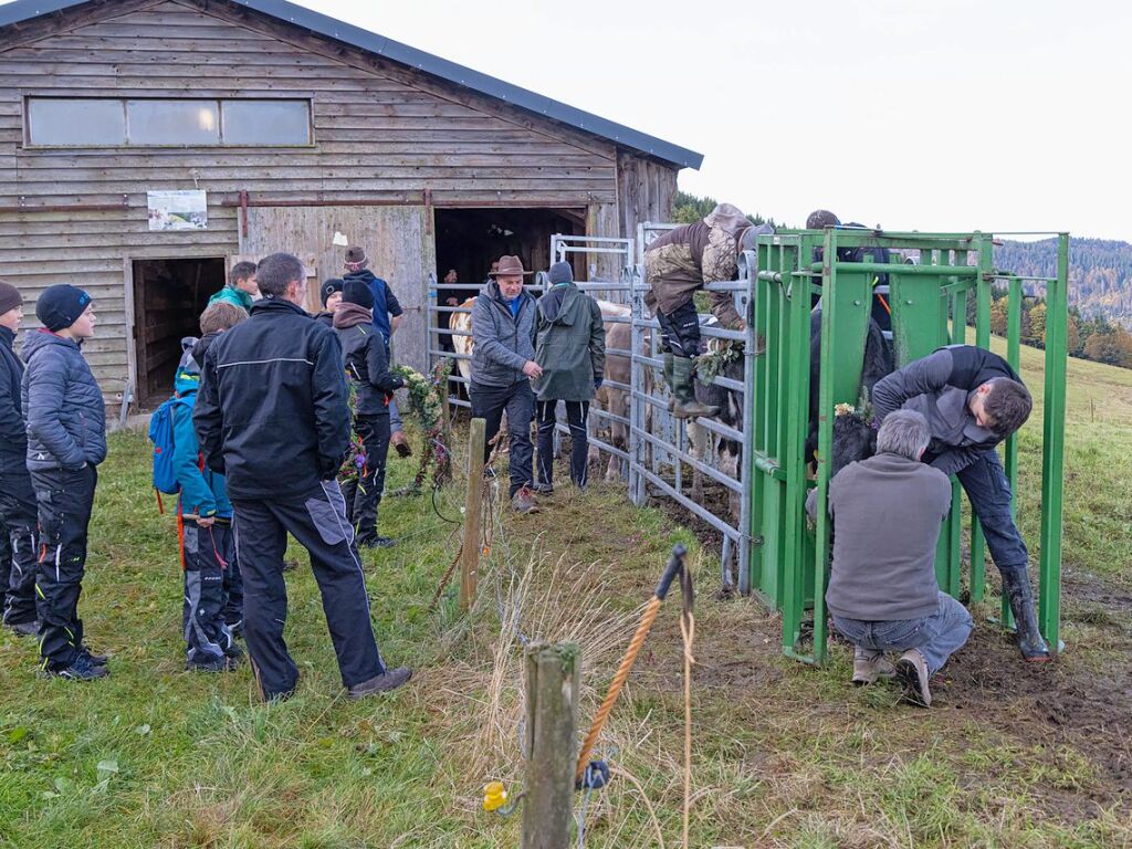 Die Tiere der Erlenbacher Weidegenossenschaft sind wieder im Tal. Das wurde in Oberried beim Almabtrieb mit einem groen Fest gefeiert.