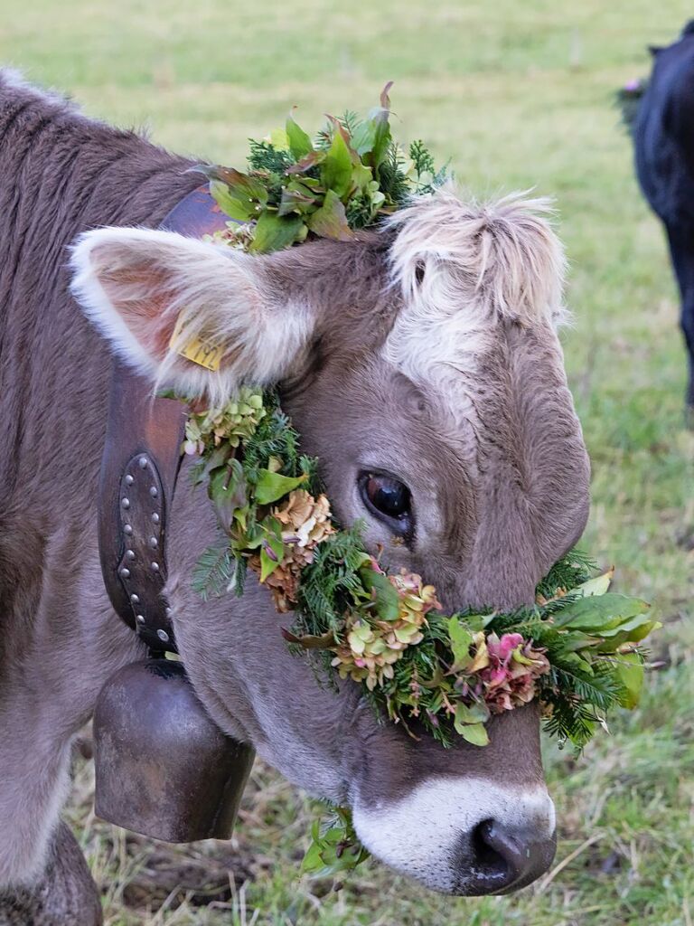 Die Tiere der Erlenbacher Weidegenossenschaft sind wieder im Tal. Das wurde in Oberried beim Almabtrieb mit einem groen Fest gefeiert.