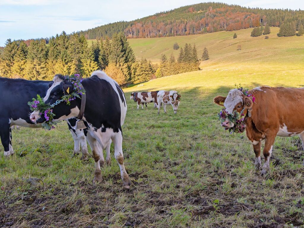 Die Tiere der Erlenbacher Weidegenossenschaft sind wieder im Tal. Das wurde in Oberried beim Almabtrieb mit einem groen Fest gefeiert.