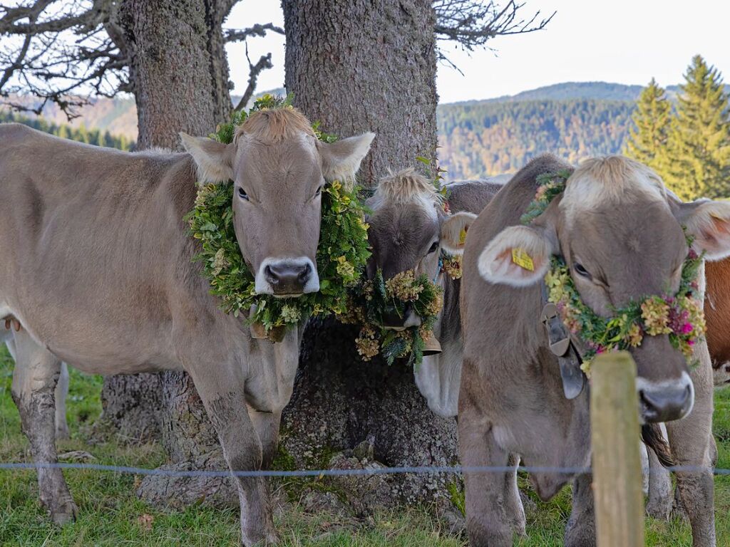 Die Tiere der Erlenbacher Weidegenossenschaft sind wieder im Tal. Das wurde in Oberried beim Almabtrieb mit einem groen Fest gefeiert.