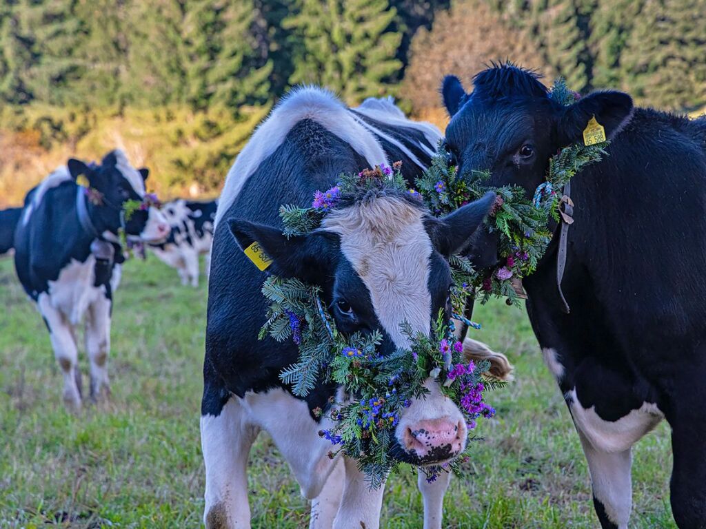 Die Tiere der Erlenbacher Weidegenossenschaft sind wieder im Tal. Das wurde in Oberried beim Almabtrieb mit einem groen Fest gefeiert.