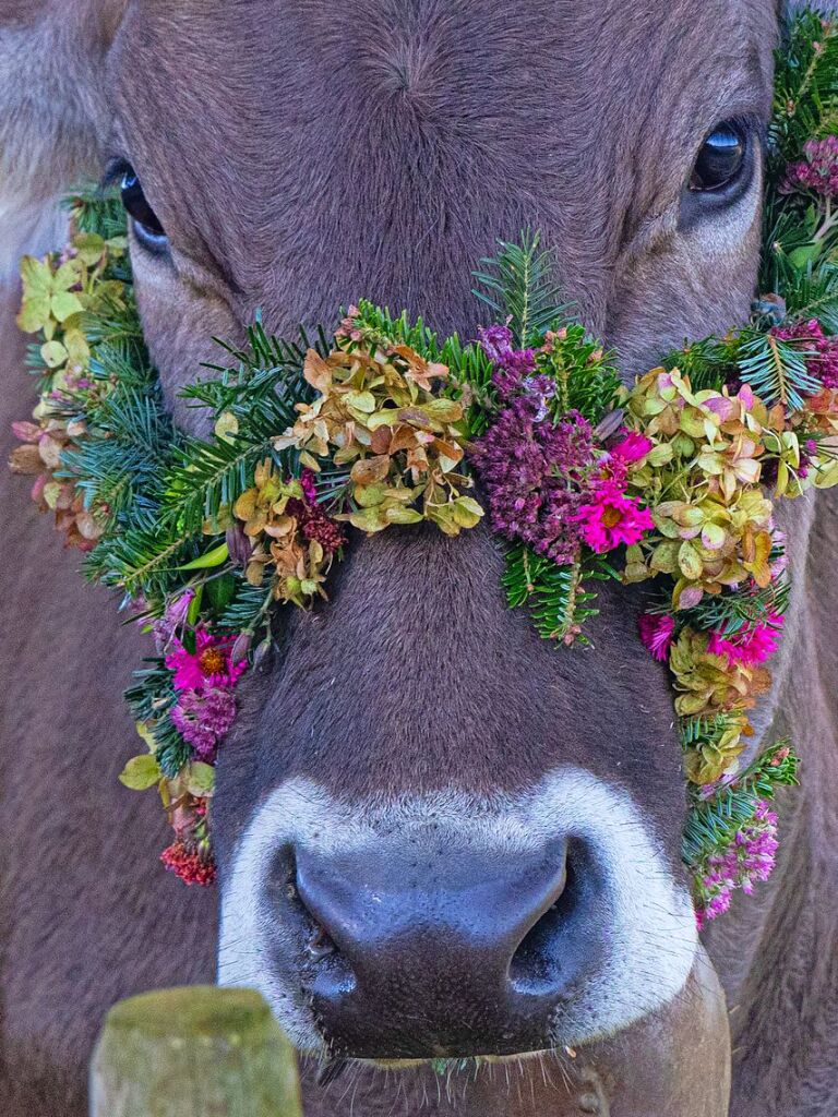 Die Tiere der Erlenbacher Weidegenossenschaft sind wieder im Tal. Das wurde in Oberried beim Almabtrieb mit einem groen Fest gefeiert.