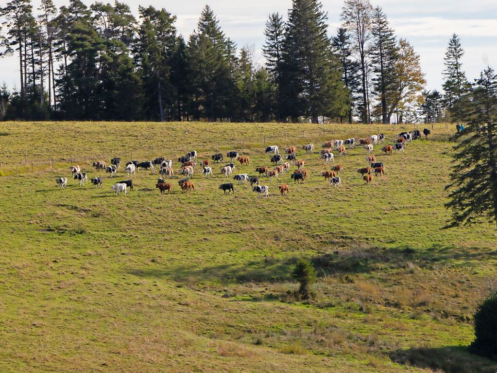 Die Tiere der Erlenbacher Weidegenossenschaft sind wieder im Tal. Das wurde in Oberried beim Almabtrieb mit einem groen Fest gefeiert.