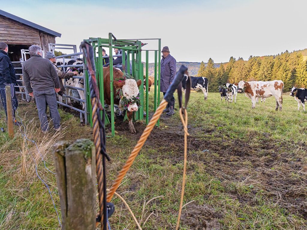 Die Tiere der Erlenbacher Weidegenossenschaft sind wieder im Tal. Das wurde in Oberried beim Almabtrieb mit einem groen Fest gefeiert.