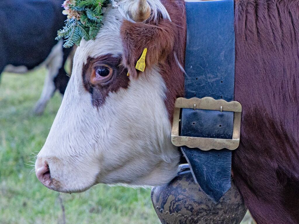 Die Tiere der Erlenbacher Weidegenossenschaft sind wieder im Tal. Das wurde in Oberried beim Almabtrieb mit einem groen Fest gefeiert.