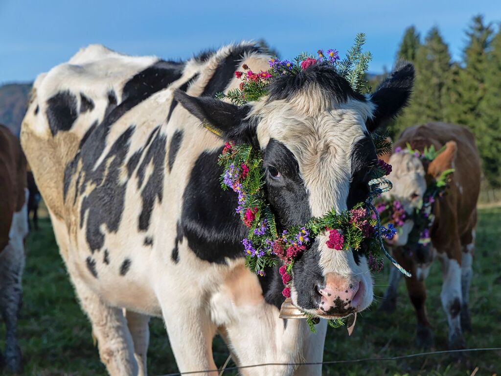 Die Tiere der Erlenbacher Weidegenossenschaft sind wieder im Tal. Das wurde in Oberried beim Almabtrieb mit einem groen Fest gefeiert.