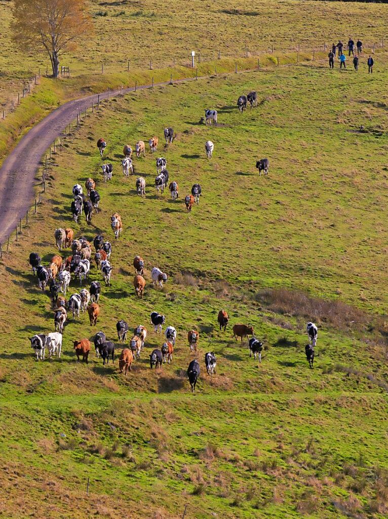 Die Tiere der Erlenbacher Weidegenossenschaft sind wieder im Tal. Das wurde in Oberried beim Almabtrieb mit einem groen Fest gefeiert.