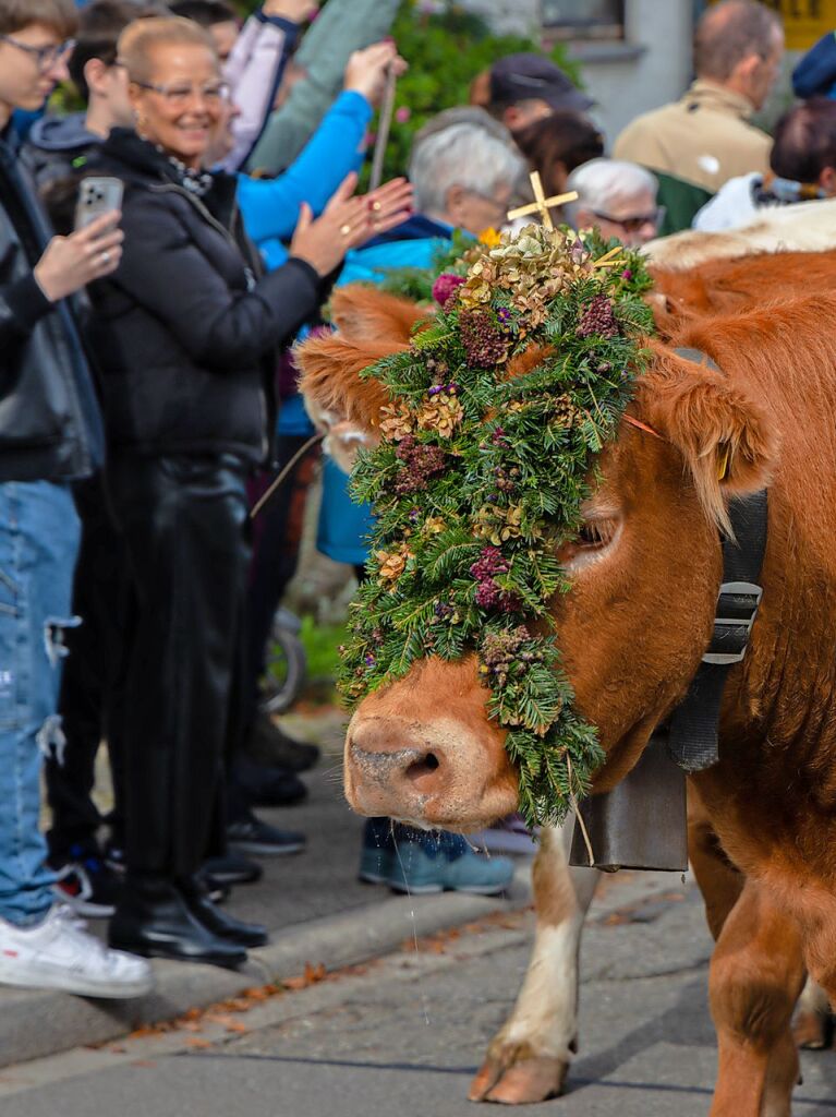 Die Tiere der Erlenbacher Weidegenossenschaft sind wieder im Tal. Das wurde in Oberried beim Almabtrieb mit einem groen Fest gefeiert.