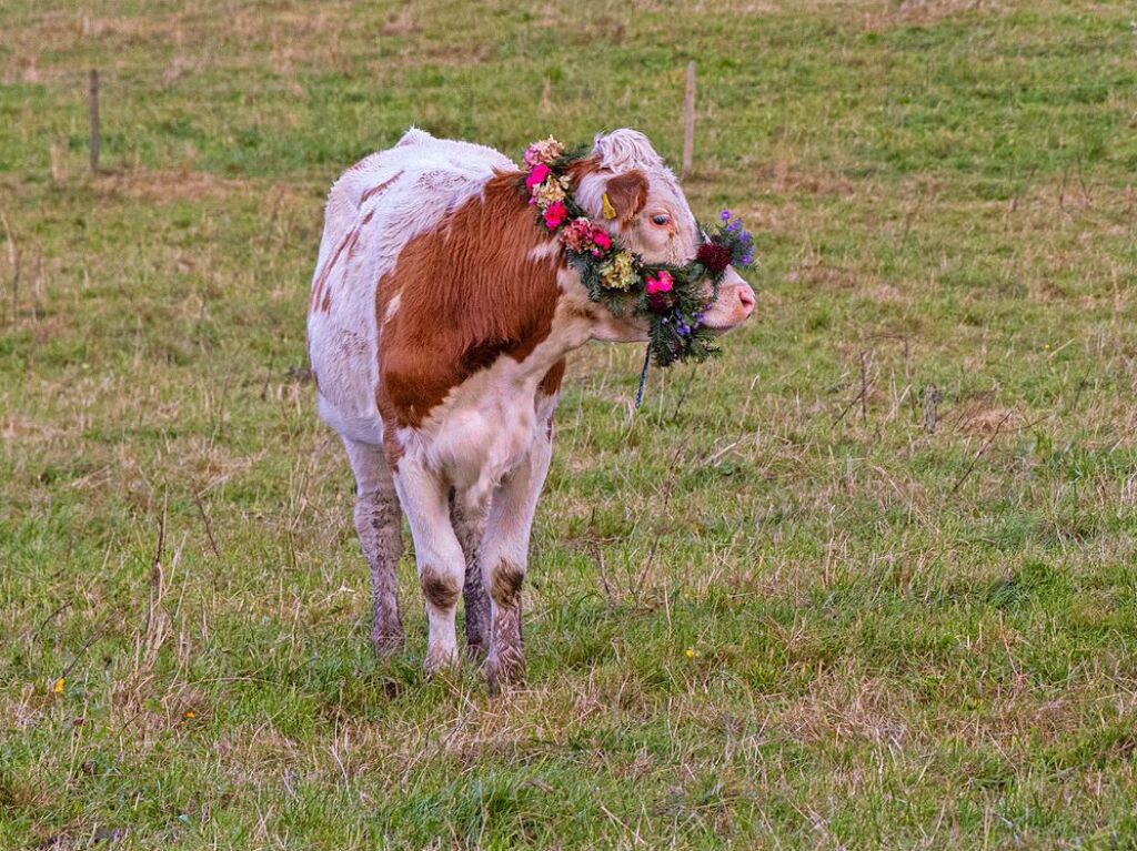 Die Tiere der Erlenbacher Weidegenossenschaft sind wieder im Tal. Das wurde in Oberried beim Almabtrieb mit einem groen Fest gefeiert.