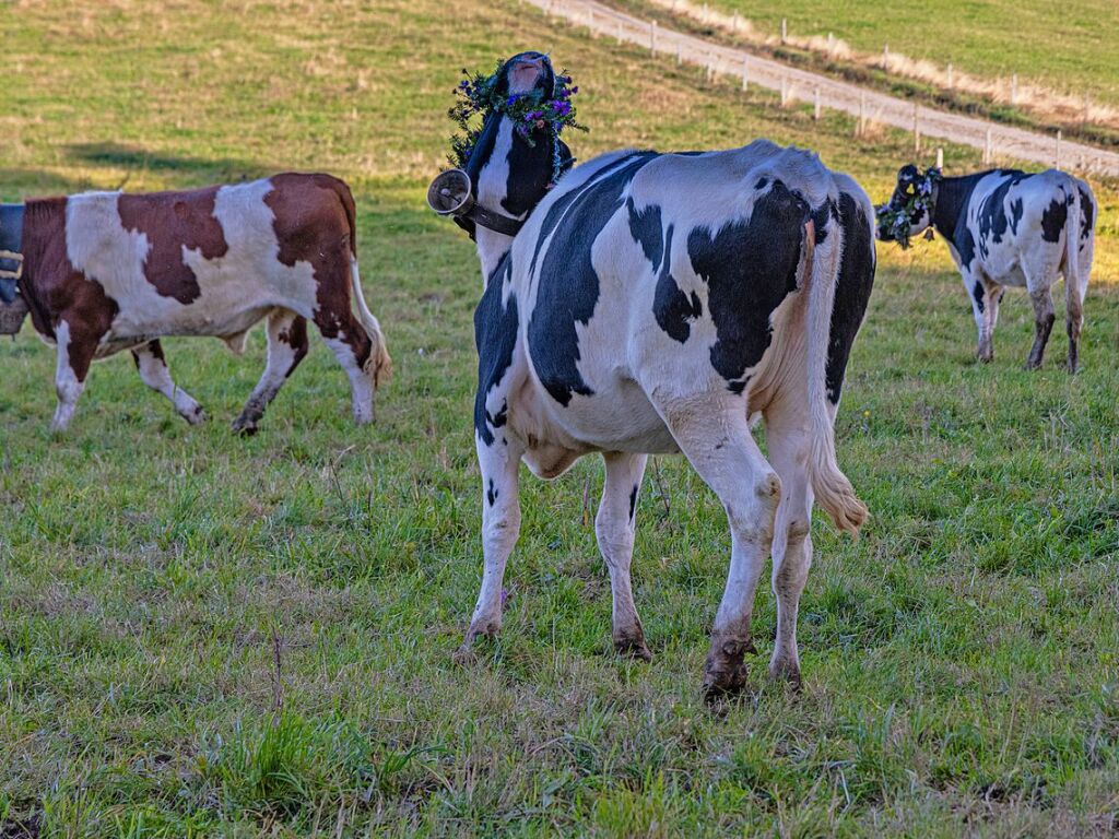 Die Tiere der Erlenbacher Weidegenossenschaft sind wieder im Tal. Das wurde in Oberried beim Almabtrieb mit einem groen Fest gefeiert.